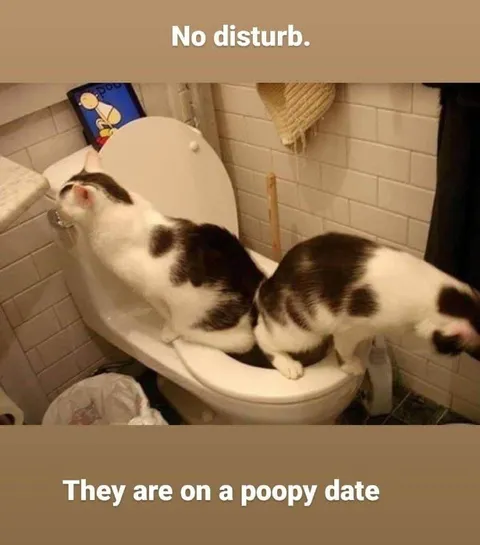 Cats on a Poopy Date