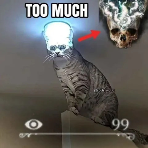 Too Much Cat Energy