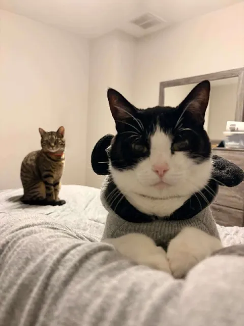 Строгий кот на кровати