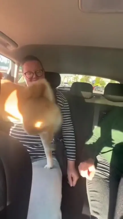 Cat Kicks Passenger in the Car