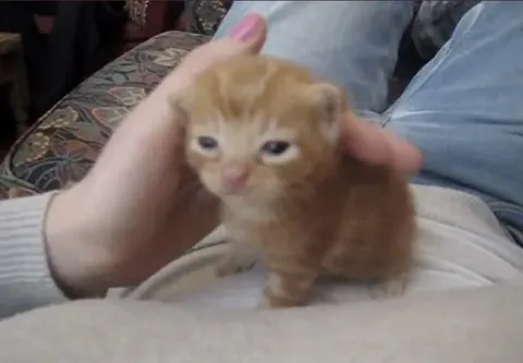 Грустный рыжий котёнок