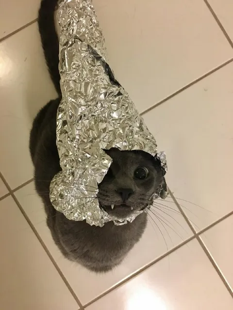 Кот в шапочке из фольги