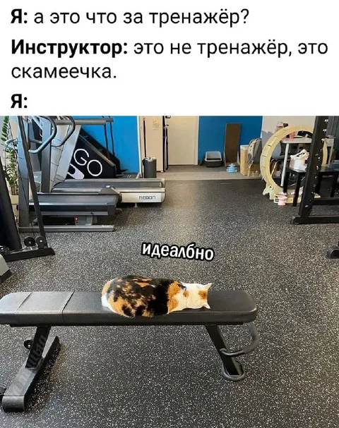 Кошка вместо тренажёра