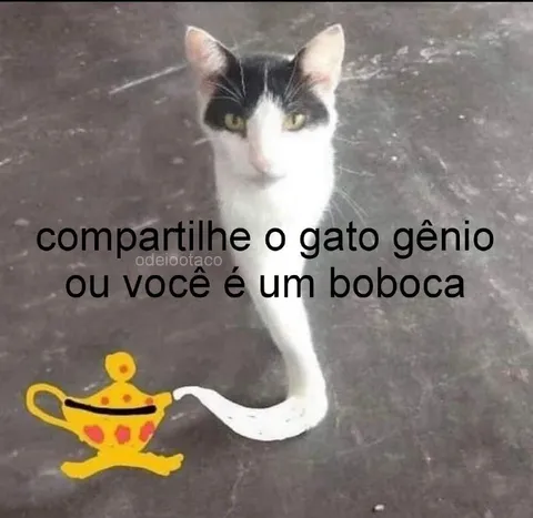 Gato gênio ou boboca