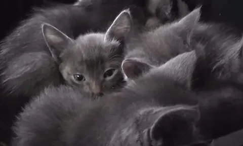 Котята забрались в кадр