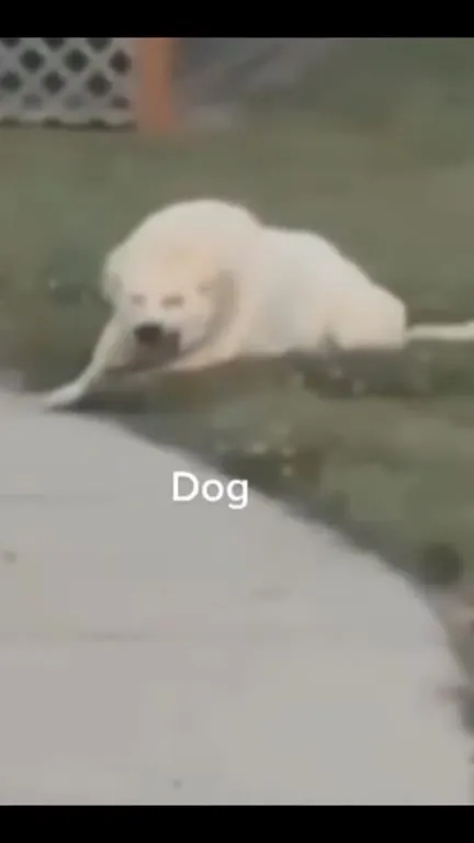Smiling Dog Slides Into Place