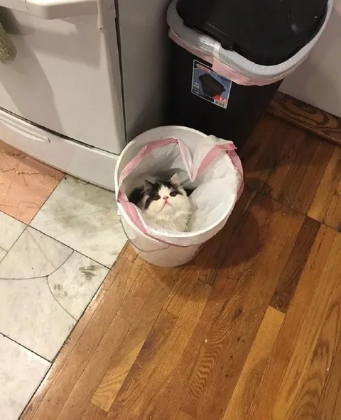 Котик в мусорном ведре