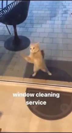Window Cleaning Service Cat