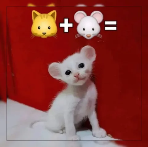 Кот плюс мышь — милый котёнок