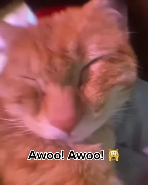 Cat Howling in Surprise