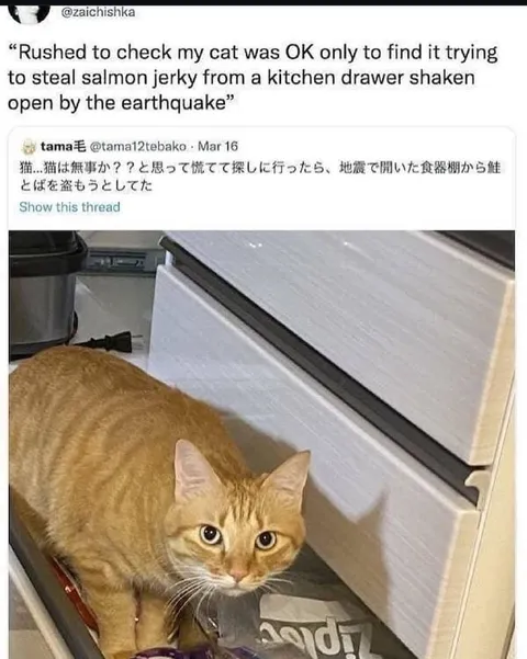 Cat Steals Salmon Jerky After Earthquake