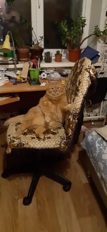Кот занял рабочее кресло