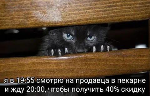 Кот ждёт скидку в пекарне