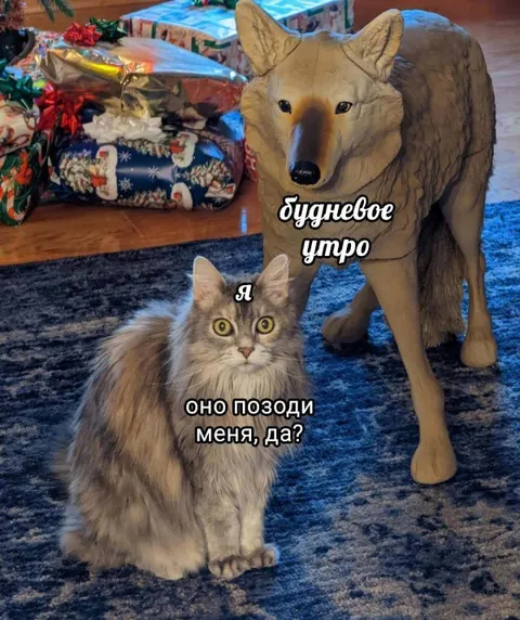 Буднее утро с котом