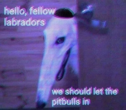 Hello Fellow Labradors