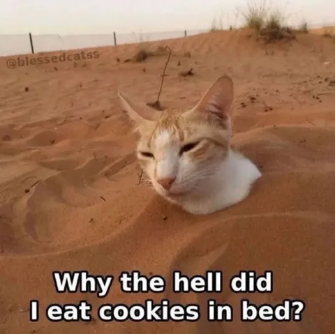Cat Buried in Sand Regret