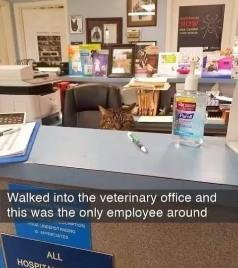 Cat Working at Veterinary Office