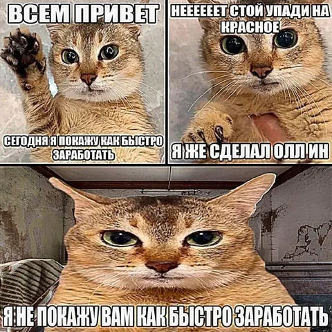 Кот проиграл всё на ставке