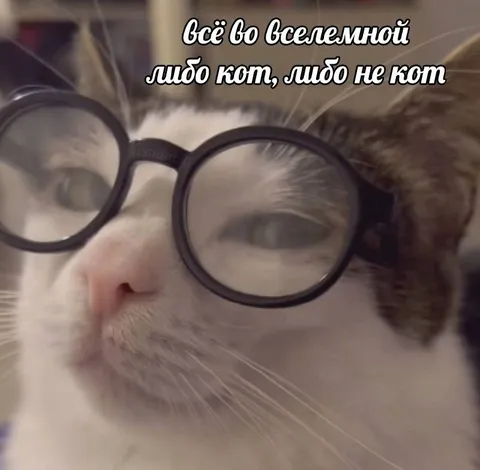 Всё во вселенной либо кот