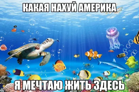 Какая нафуй Америка