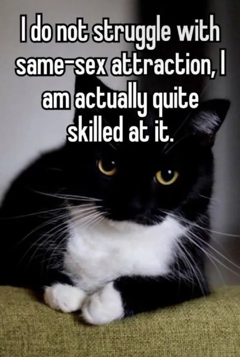Cat Skilled at Same-Sex Attraction