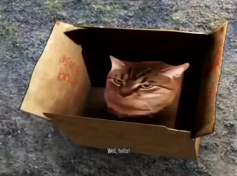 Cat in a Box Surprise Fight
