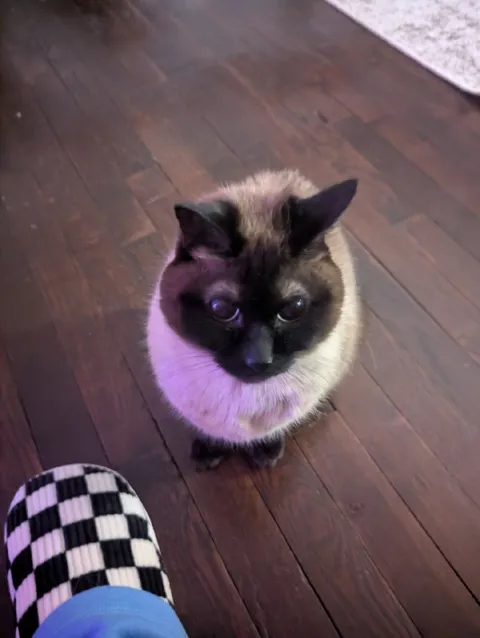 Сиамский кот смотрит с укором