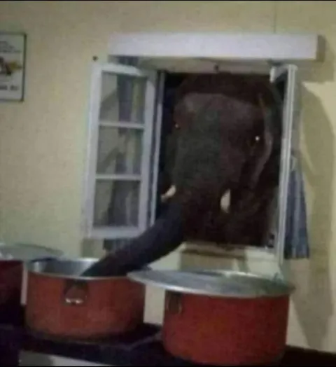Слон заглянул на кухню