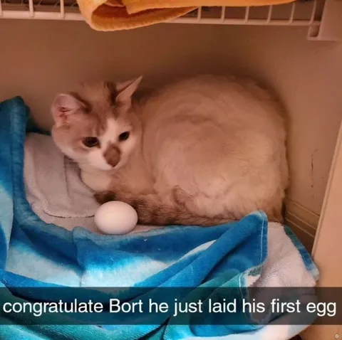 Bort Lays His First Egg