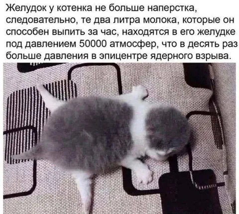 Котёнок выпил два литра молока