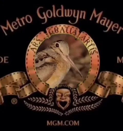 MGM Heron Roar