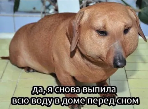 Собака снова выпила всю воду