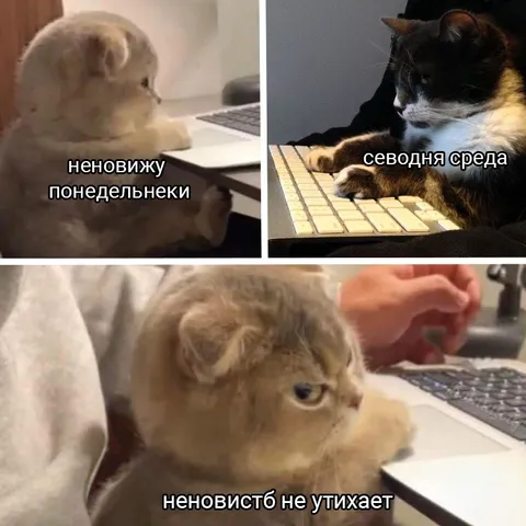 Коты ненавидят рабочую неделю