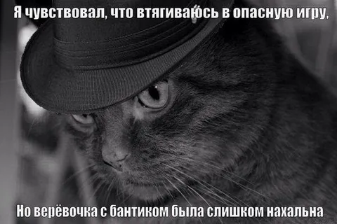 Кот втянулся в опасную игру