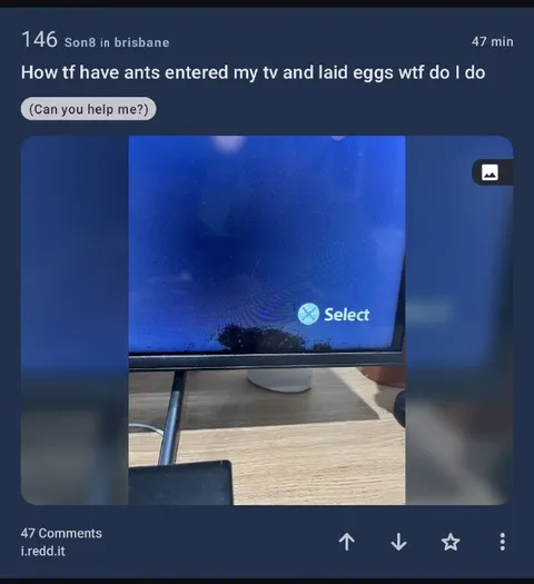 Ants Laid Eggs in My TV