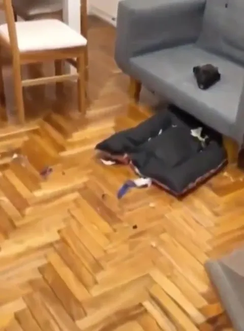 Собака, застрявшая в диване