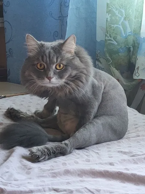 Кот после странной стрижки