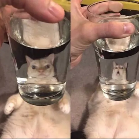 Кот под стаканом