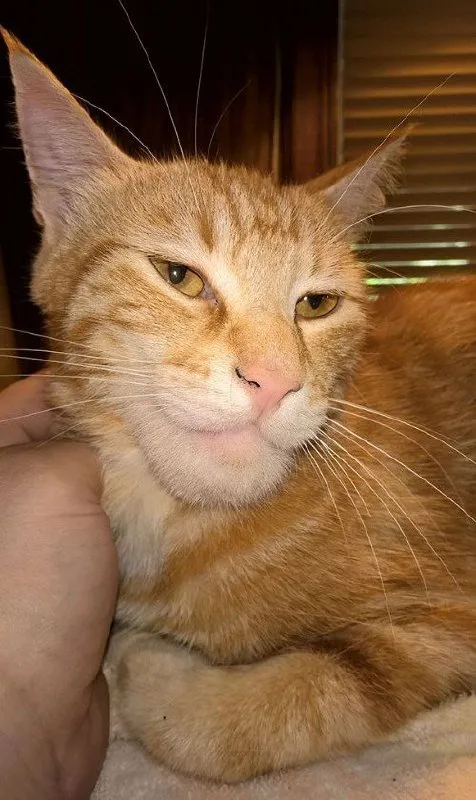 Серьёзный рыжий кот