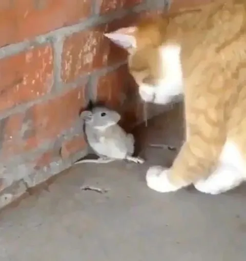 Кот и мышь у стены