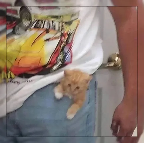 Котёнок цепляется за футболку