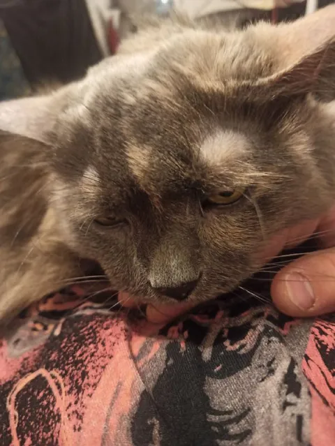 Уставший кот смотрит в камеру