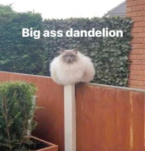 Big Ass Dandelion Cat