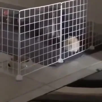 Кролик сбегает из загона