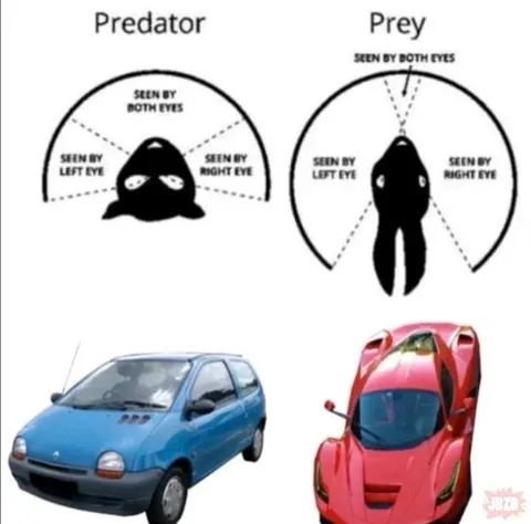 Predator and Prey Vision