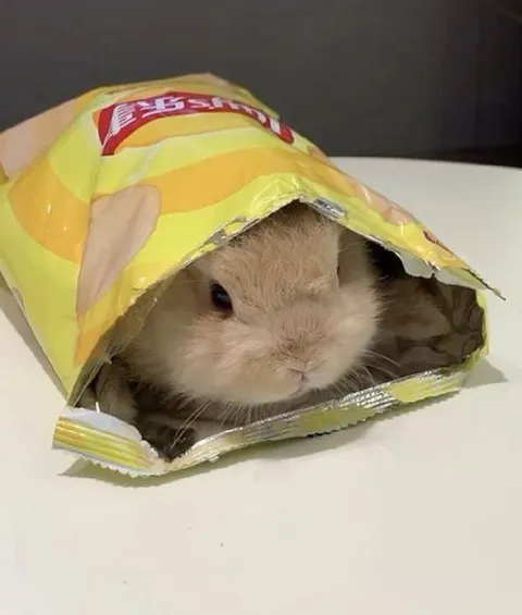 Bunny Hiding in a Chips Bag