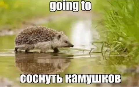 Ежик идет соснуть камышков