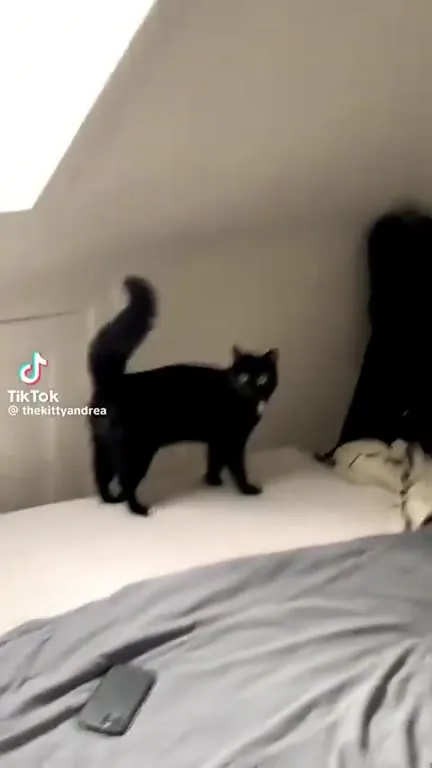 Кот превращается в динозавра