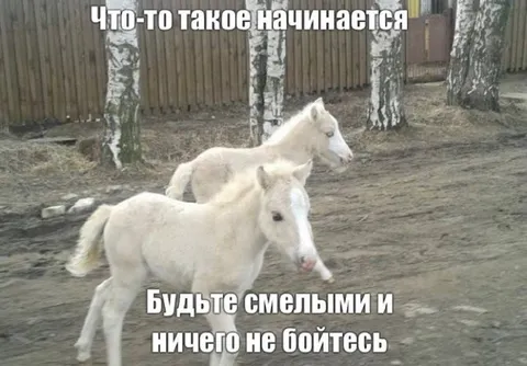 Будьте смелыми и ничего не бойтесь