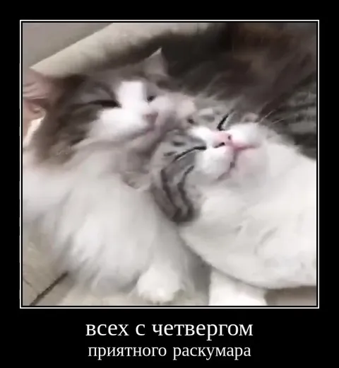 Котики желают приятного раскумара